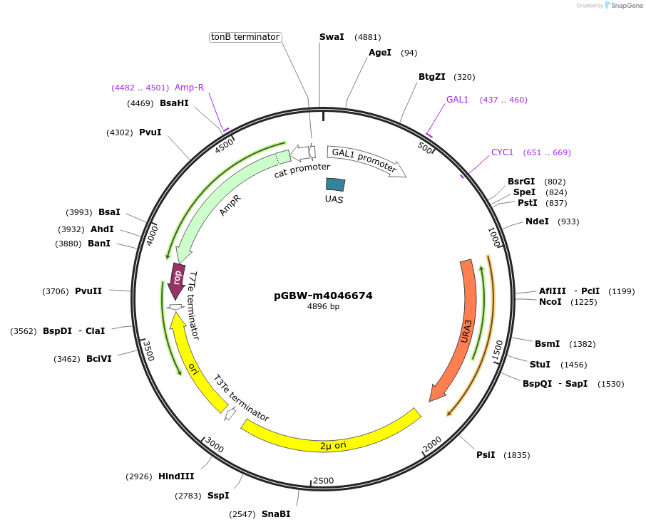 149177-plasmid-map-sequence-id-298313