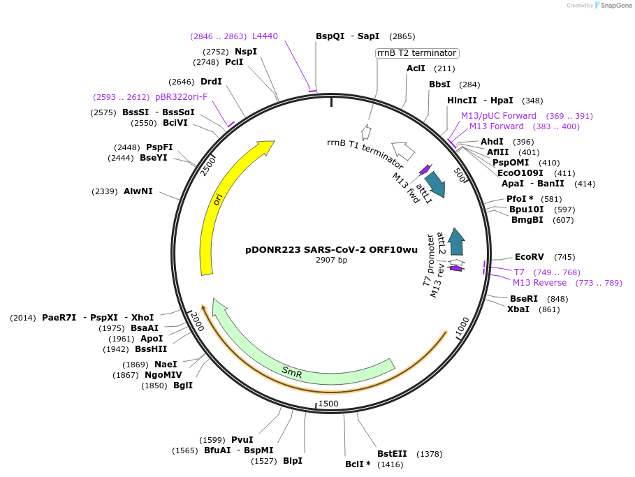 149332-plasmid-map-sequence-id-298314