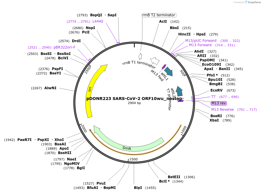 152986-plasmid-map-sequence-id-298315