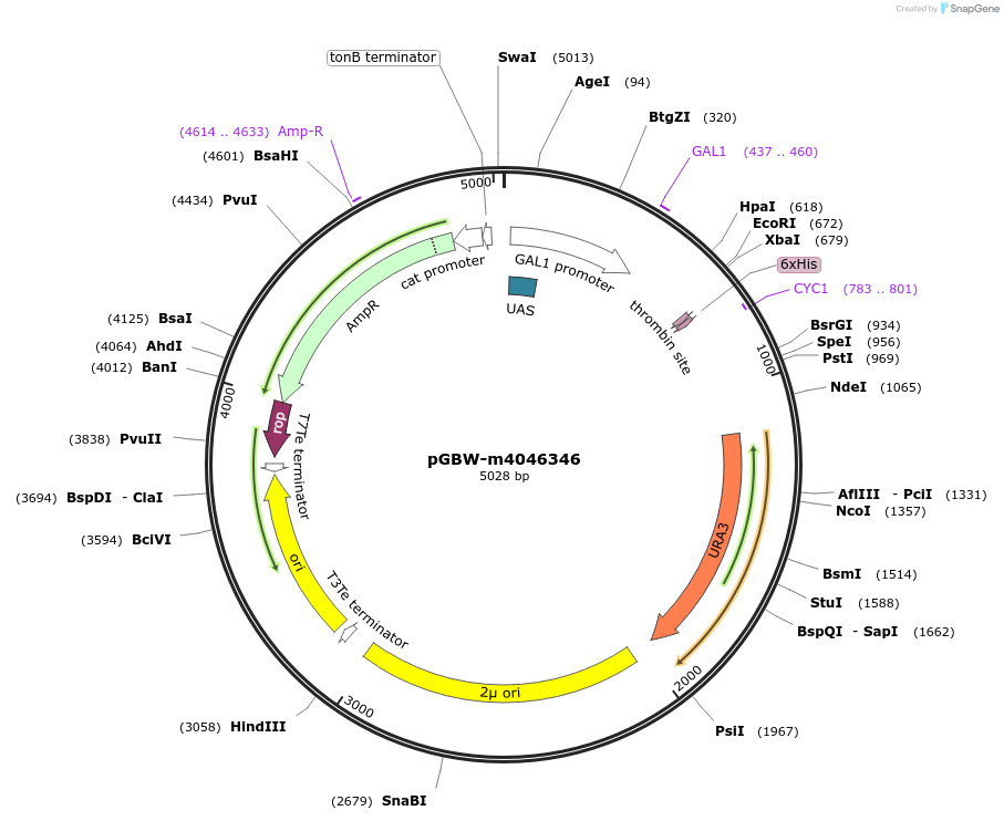 145390-plasmid-map-sequence-id-298322