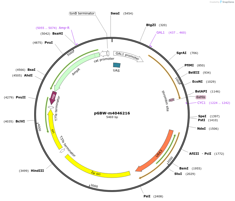 145490-plasmid-map-sequence-id-298323