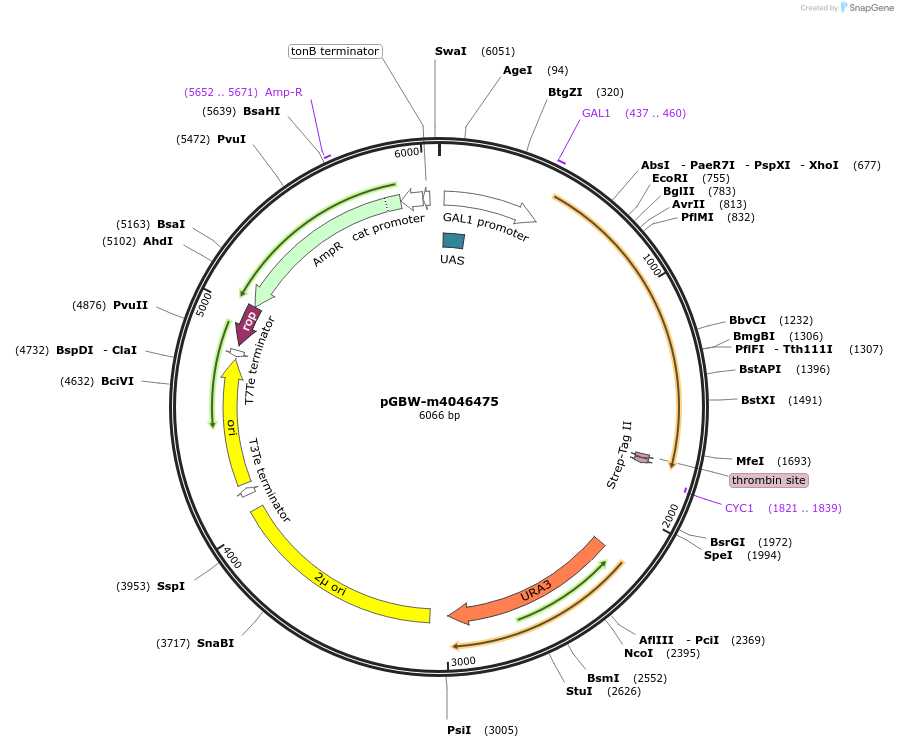 145531-plasmid-map-sequence-id-298325