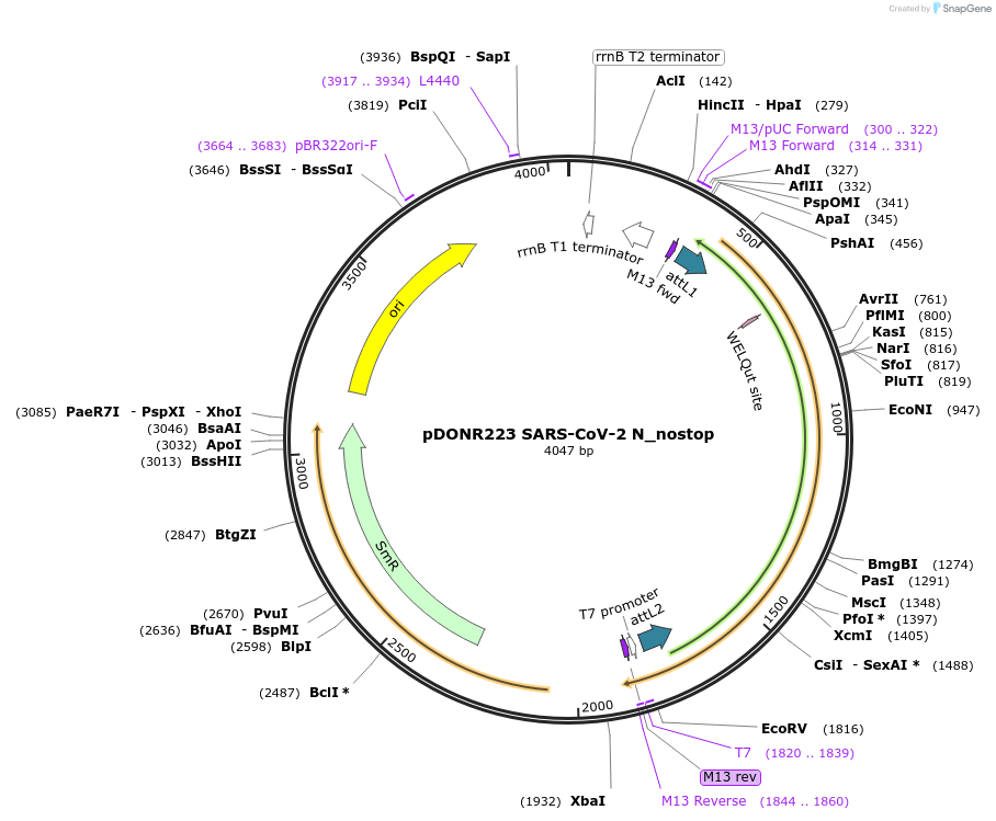 152987-plasmid-map-sequence-id-298326