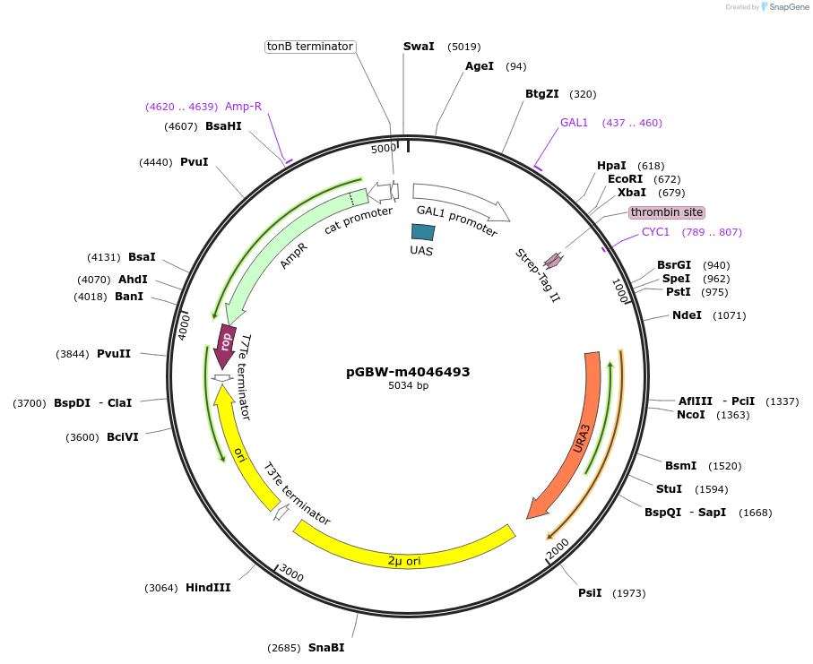 145533-plasmid-map-sequence-id-298328