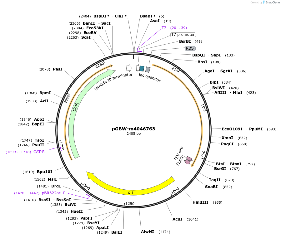 145606-plasmid-map-sequence-id-298330