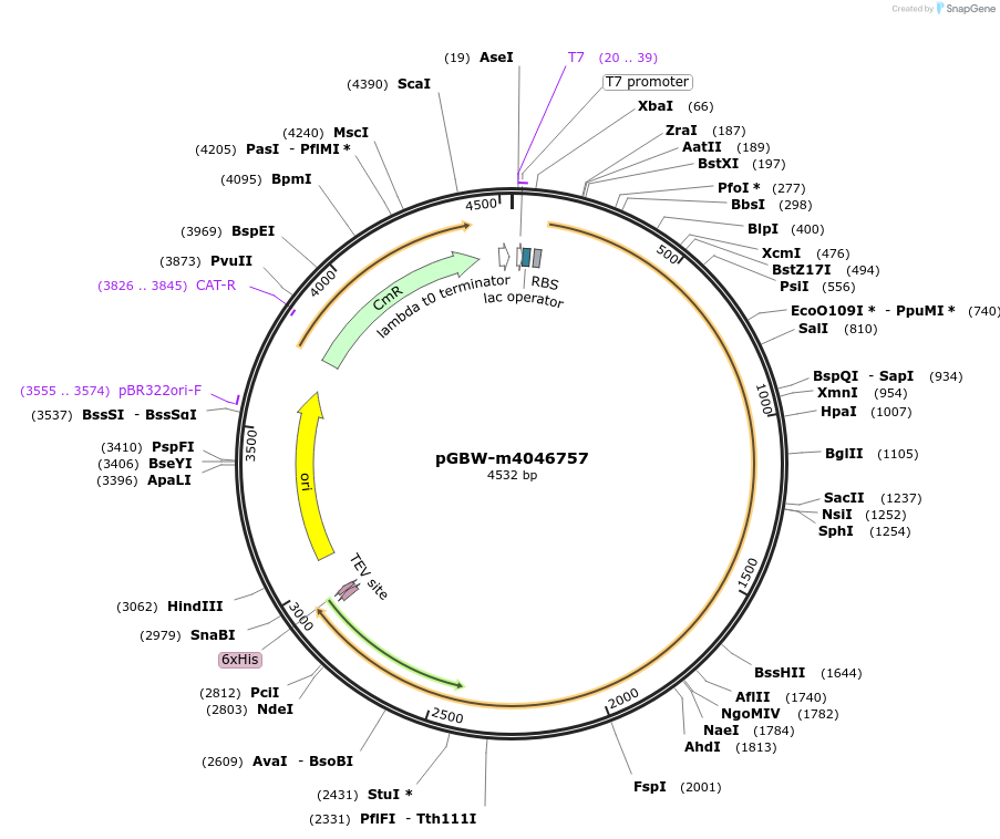 145657-plasmid-map-sequence-id-298331