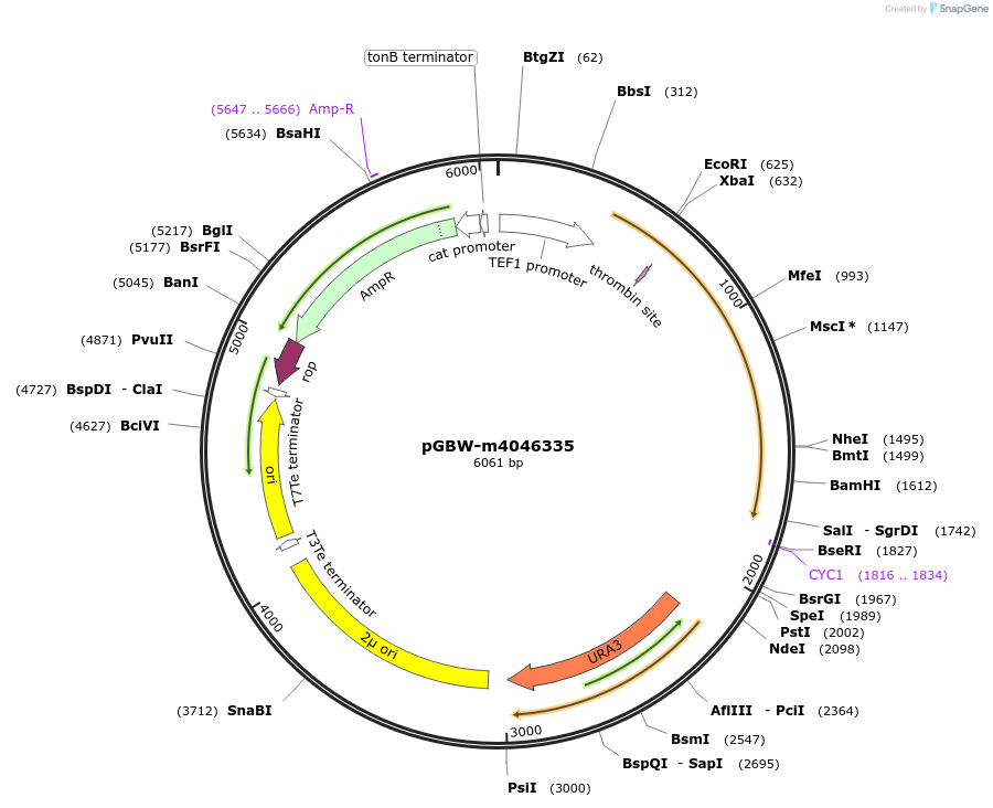 145534-plasmid-map-sequence-id-298339
