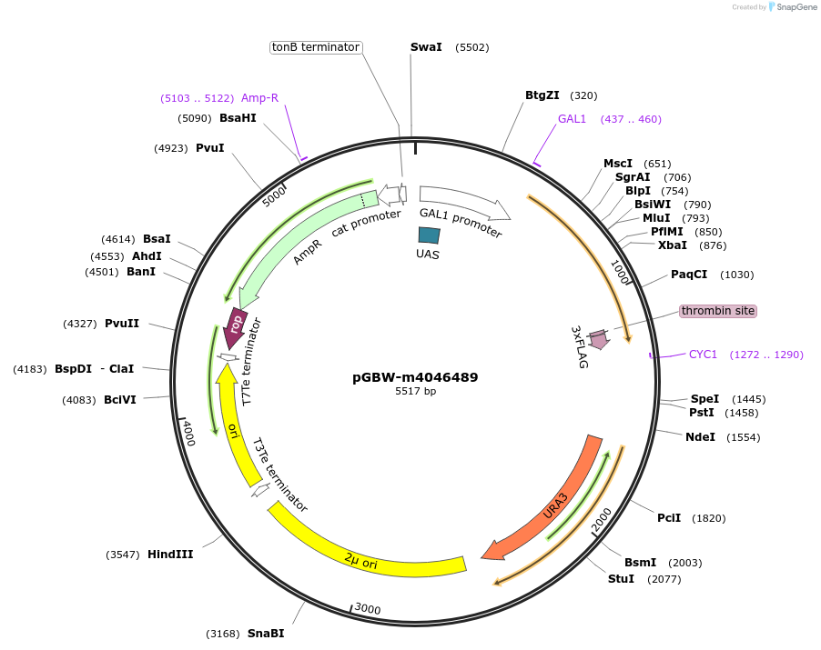 145554-plasmid-map-sequence-id-298345