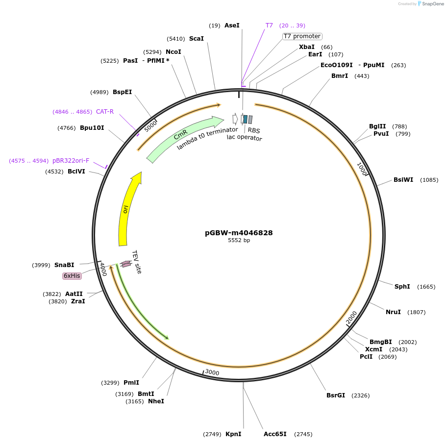 145742-plasmid-map-sequence-id-298346