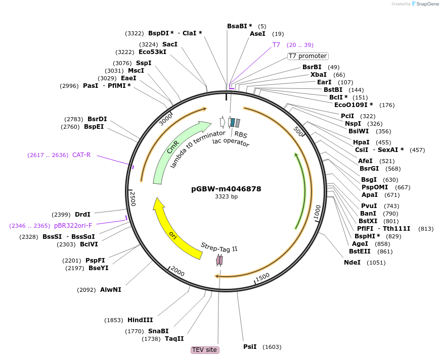 145743-plasmid-map-sequence-id-298347