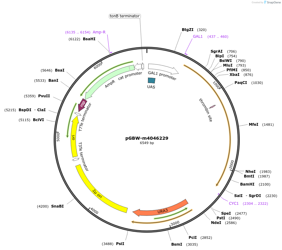 145569-plasmid-map-sequence-id-298349