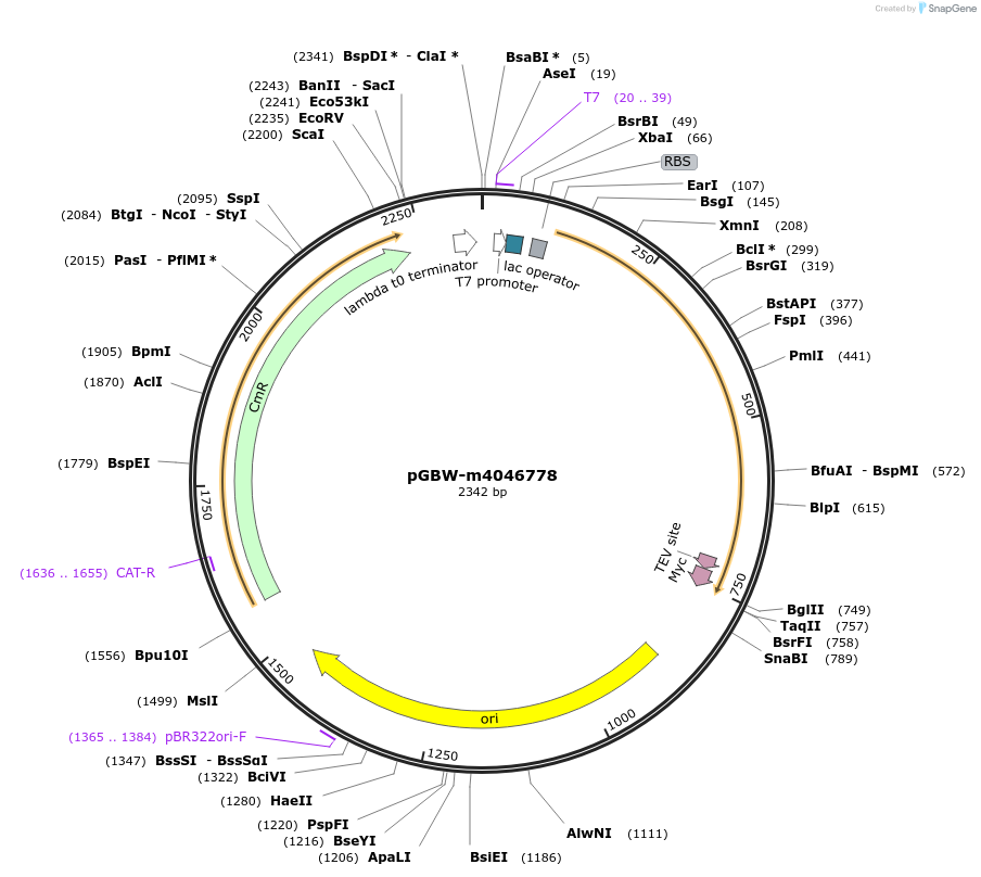 145618-plasmid-map-sequence-id-298351