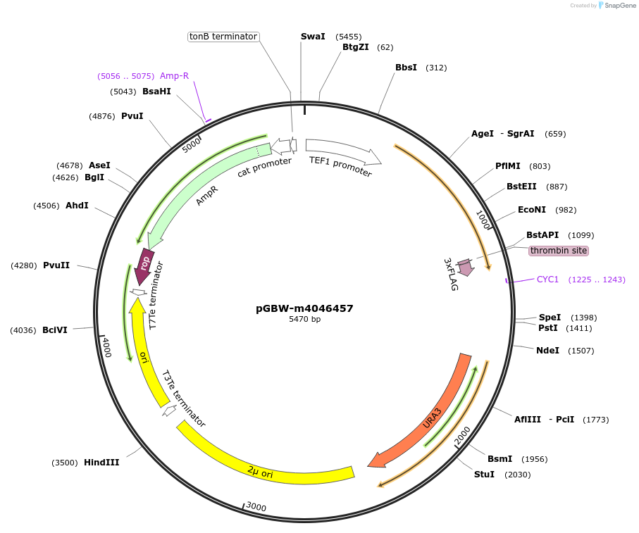 145424-plasmid-map-sequence-id-298353