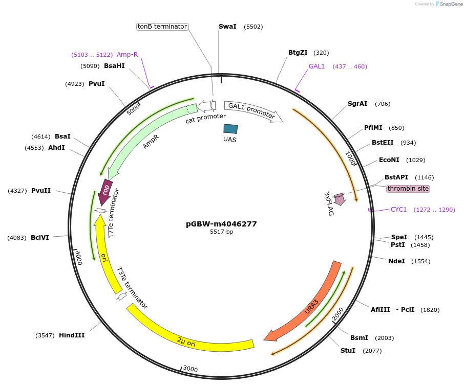 145428-plasmid-map-sequence-id-298356