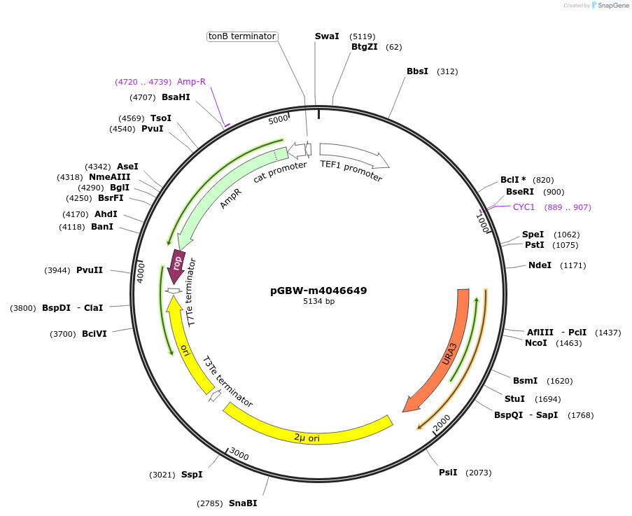 149184-plasmid-map-sequence-id-298361
