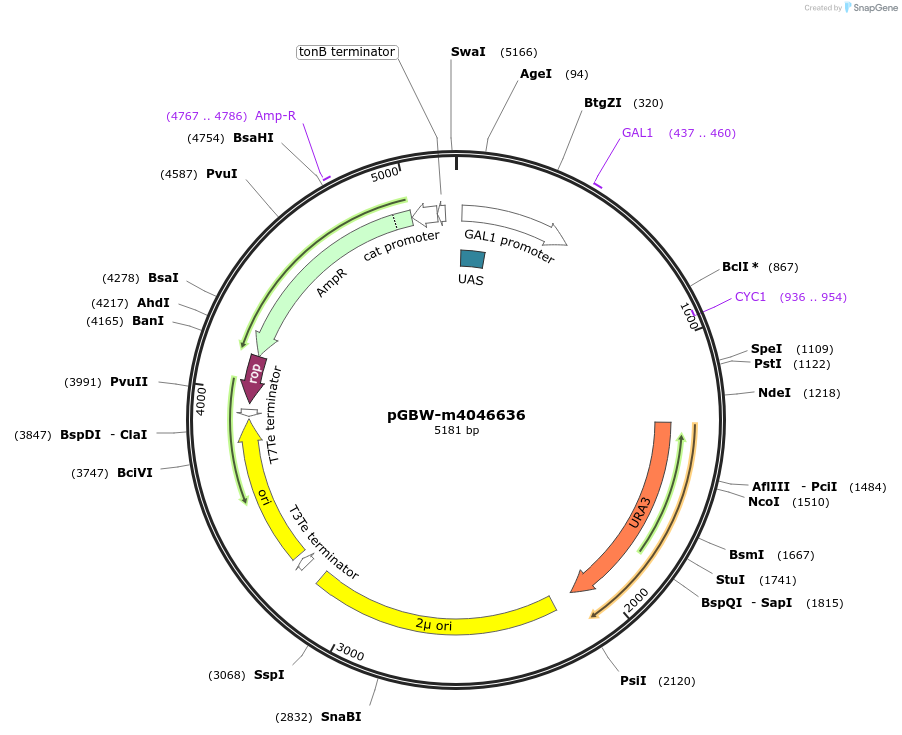149186-plasmid-map-sequence-id-298363