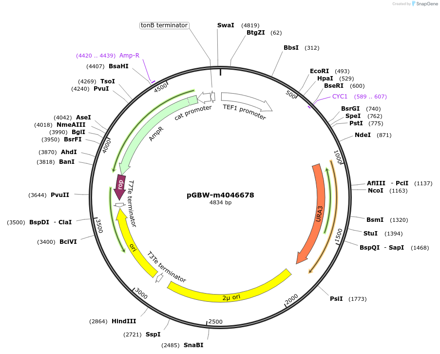 149187-plasmid-map-sequence-id-298365