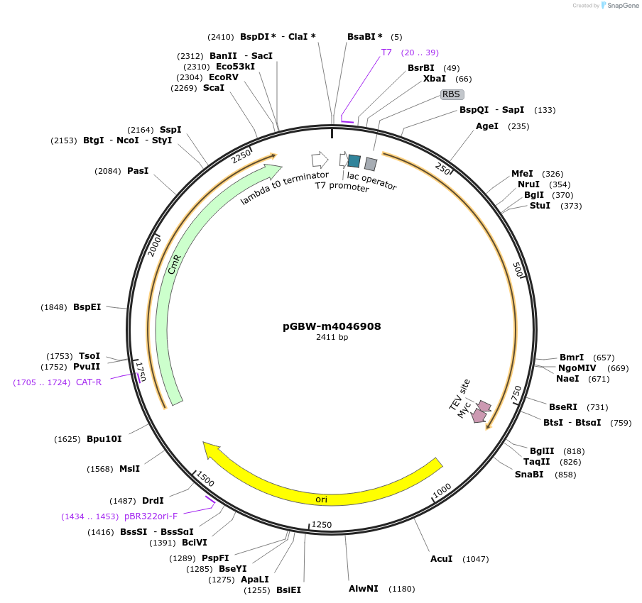145603-plasmid-map-sequence-id-298366
