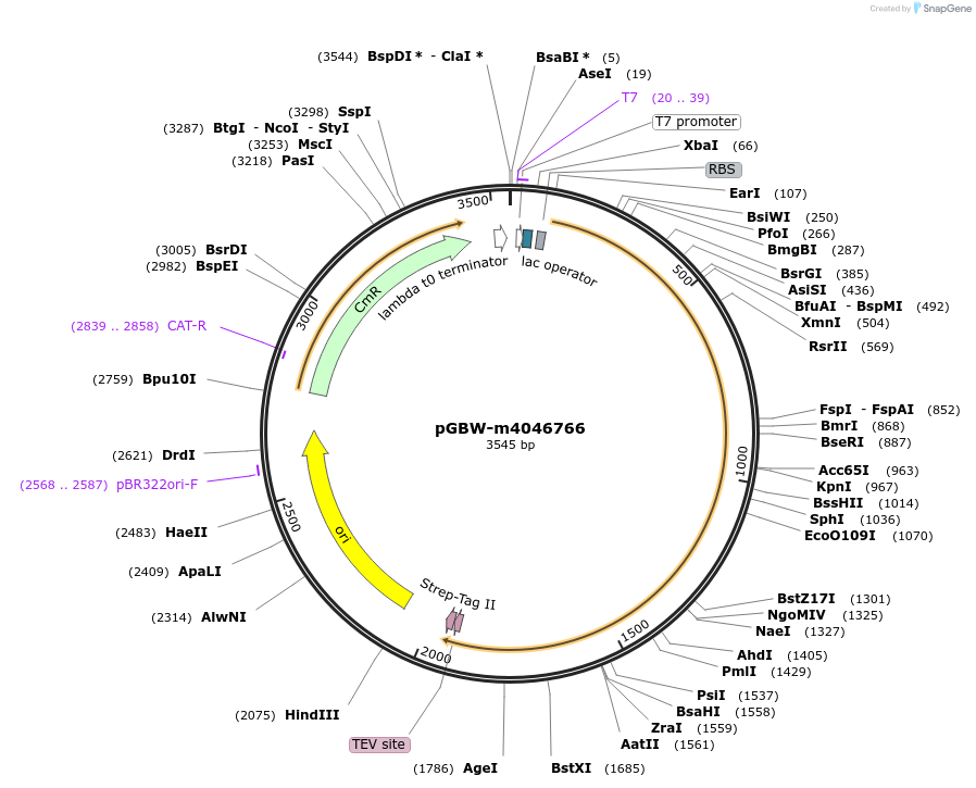 145612-plasmid-map-sequence-id-298367