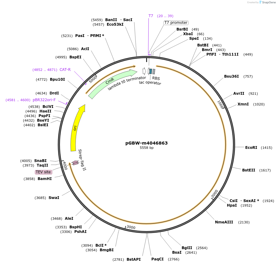 145682-plasmid-map-sequence-id-298370