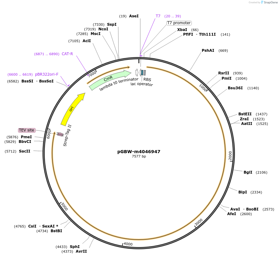 145705-plasmid-map-sequence-id-298371