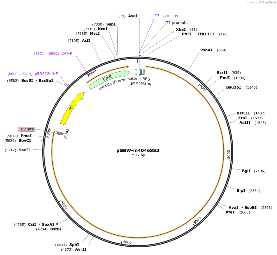 145693-plasmid-map-sequence-id-298373
