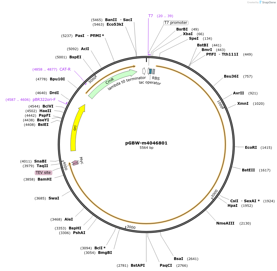 145741-plasmid-map-sequence-id-298377