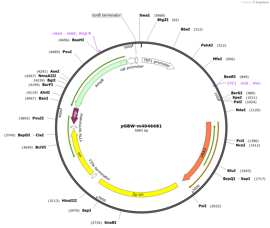 149192-plasmid-map-sequence-id-298379