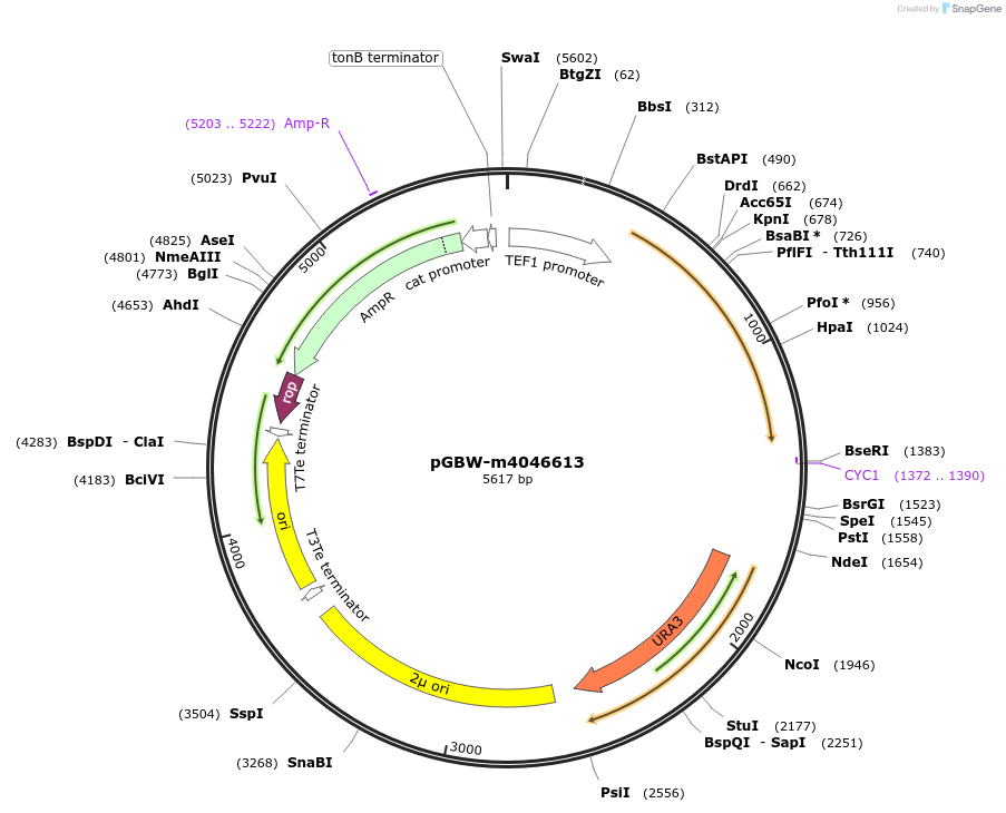 149200-plasmid-map-sequence-id-298387