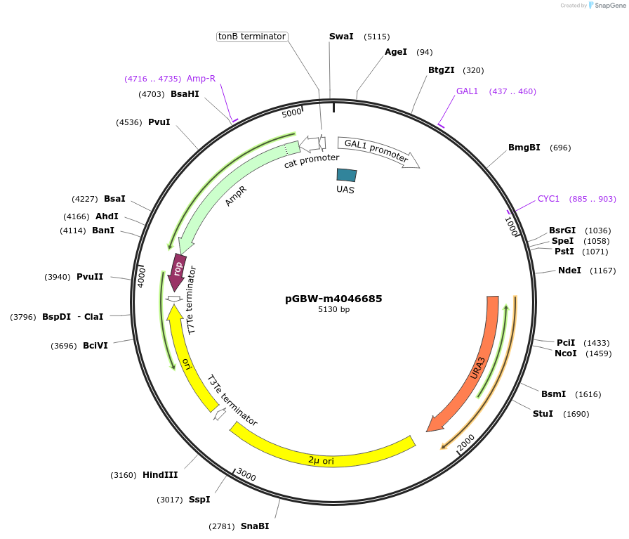 149202-plasmid-map-sequence-id-298389