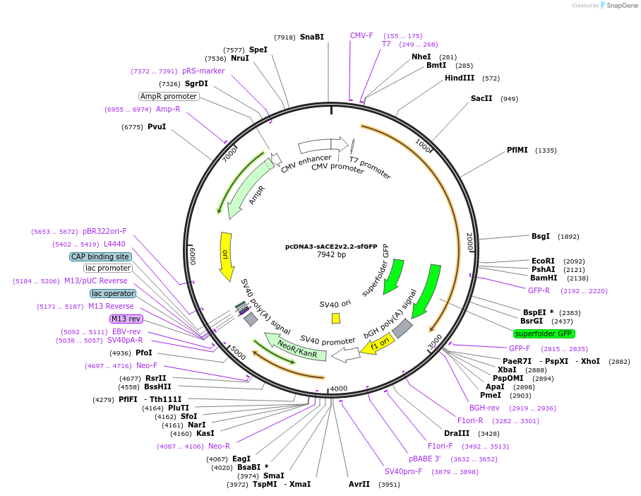 149665-plasmid-map-sequence-id-298416