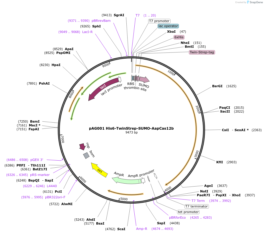 153162-plasmid-map-sequence-id-298419