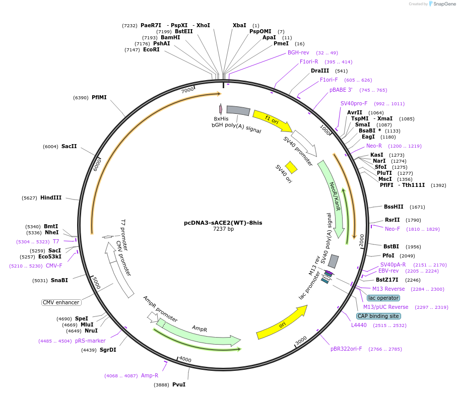 149268-plasmid-map-sequence-id-298420
