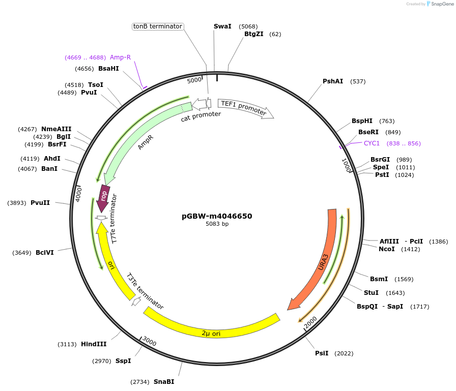 149206-plasmid-map-sequence-id-298465