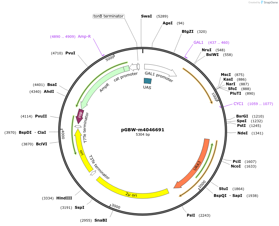 149207-plasmid-map-sequence-id-298466