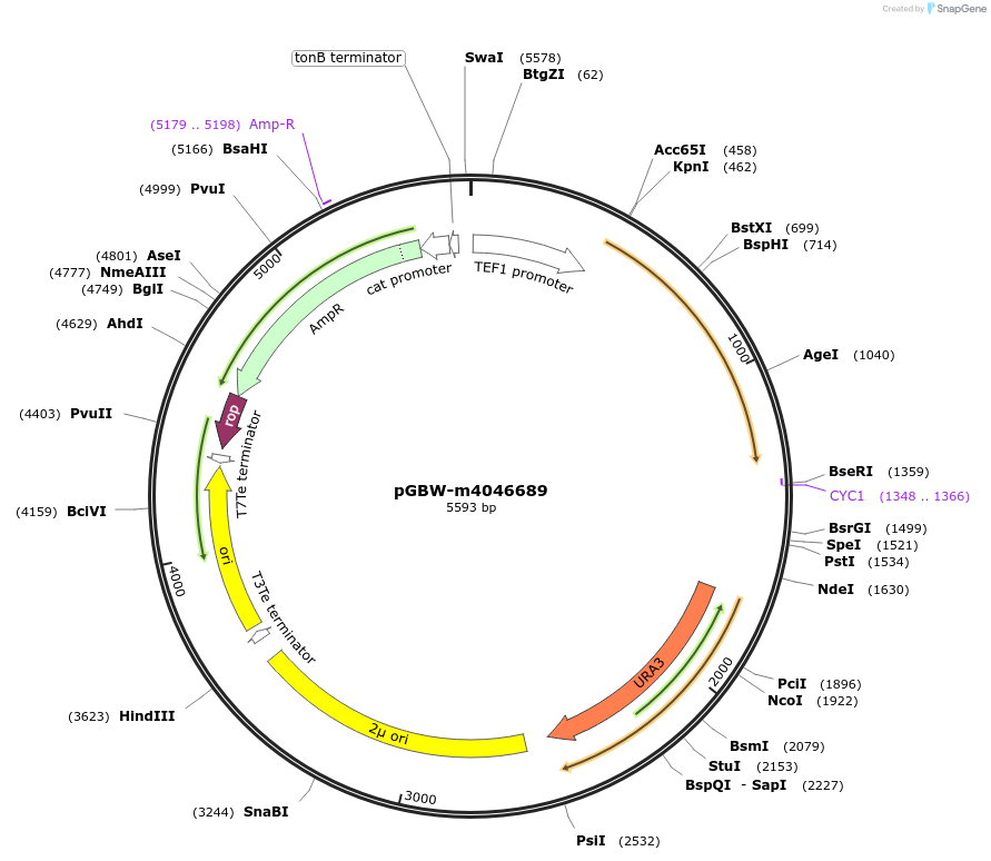 149212-plasmid-map-sequence-id-298472