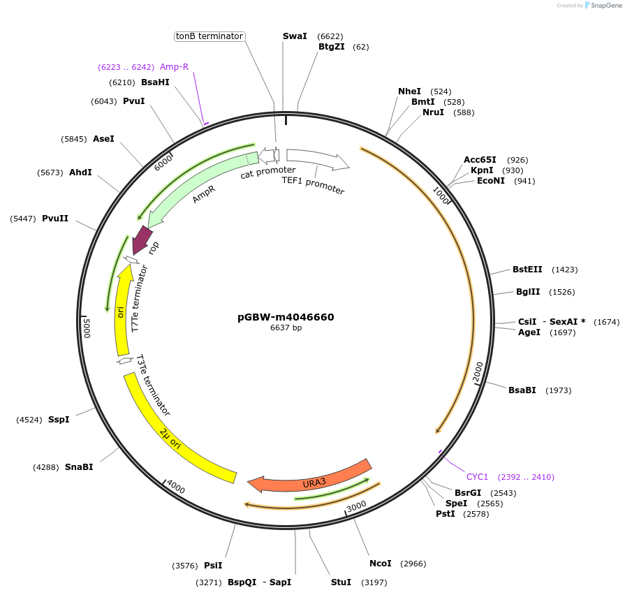 149214-plasmid-map-sequence-id-298475