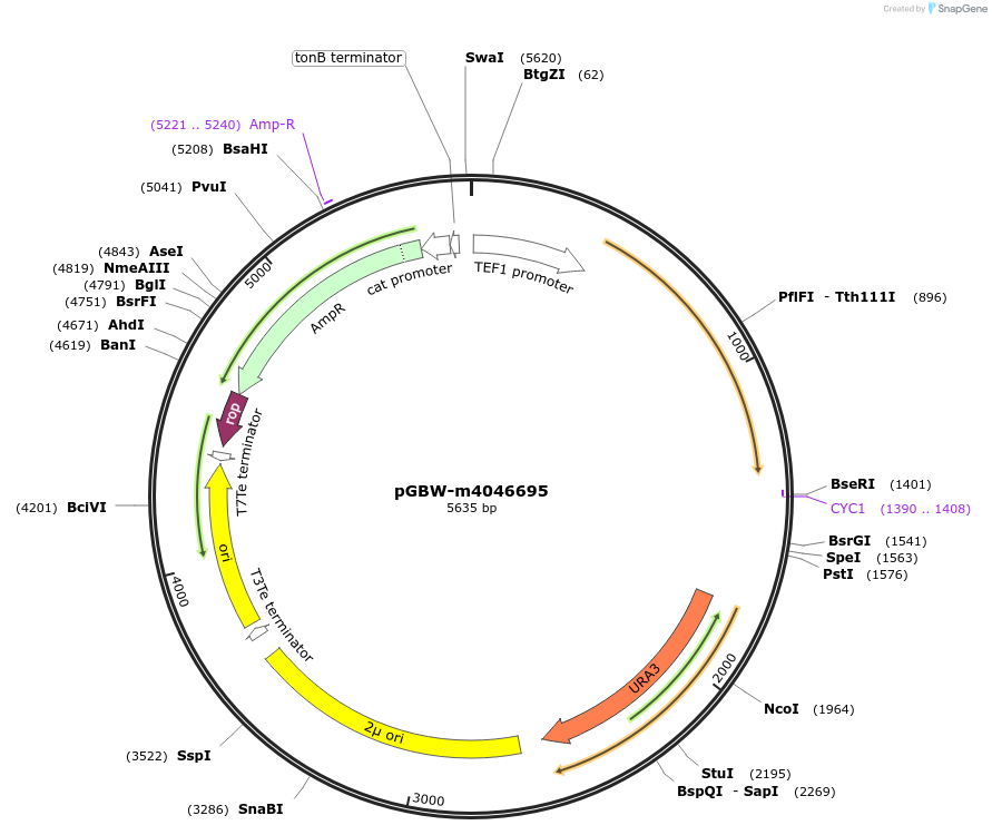 149217-plasmid-map-sequence-id-298479