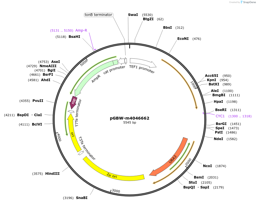 149221-plasmid-map-sequence-id-298482