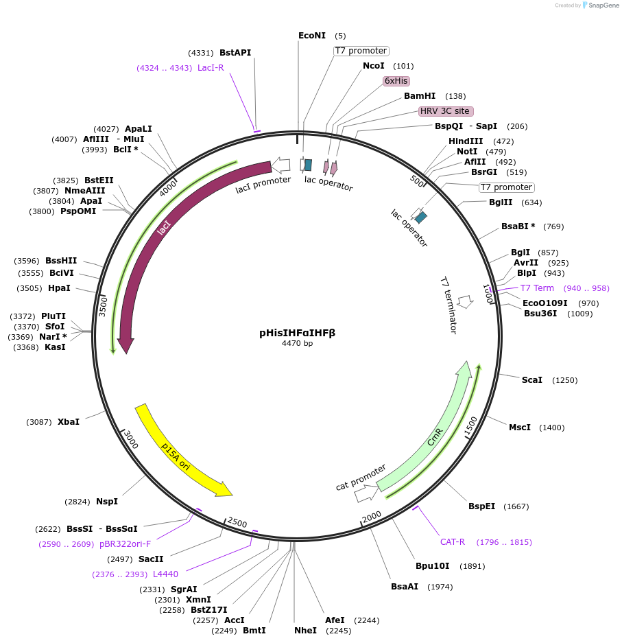 149384-plasmid-map-sequence-id-298511