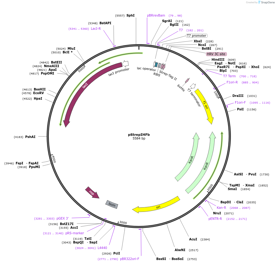 149385-plasmid-map-sequence-id-298513