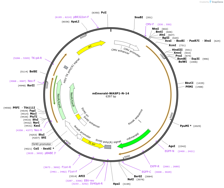 54315-plasmid-map-sequence-id-298515