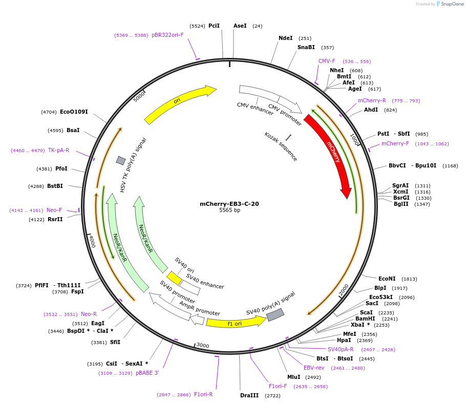 55038-plasmid-map-sequence-id-298517