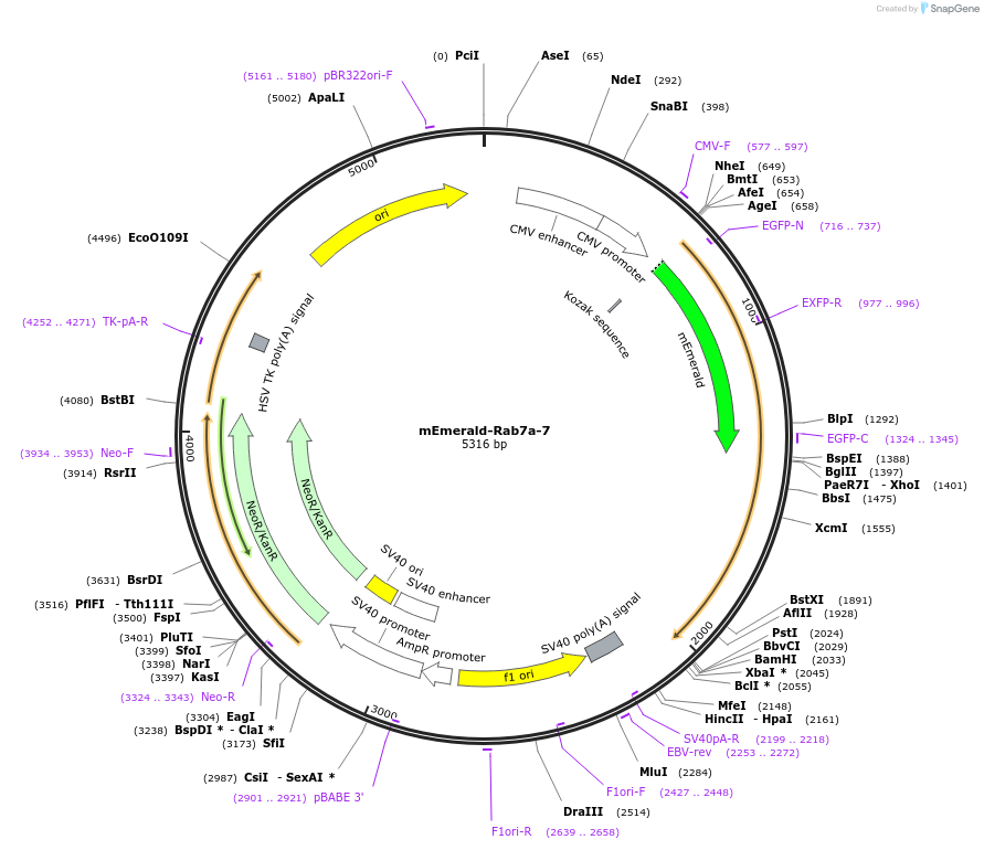 54244-plasmid-map-sequence-id-298520