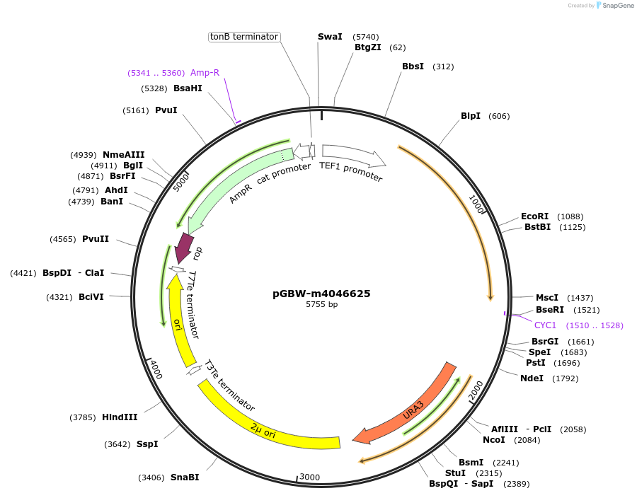 149223-plasmid-map-sequence-id-298539
