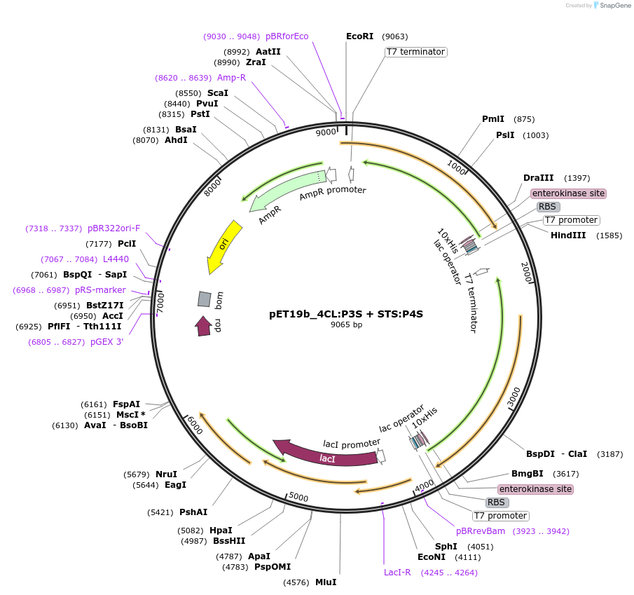 139789-plasmid-map-sequence-id-298540