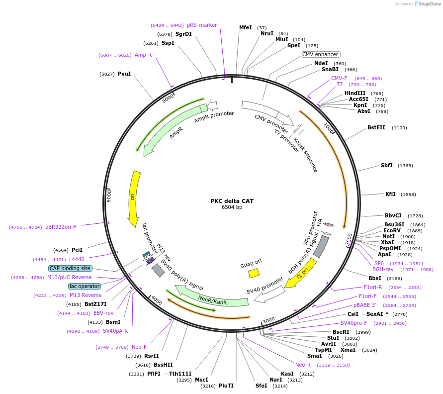 16388-plasmid-map-sequence-id-298542