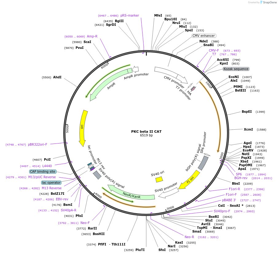16384-plasmid-map-sequence-id-298544