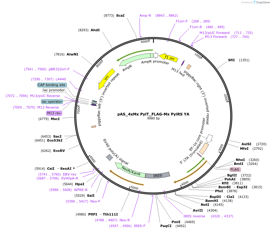 140012-plasmid-map-sequence-id-298549