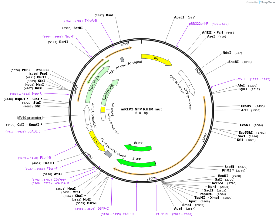 41384-plasmid-map-sequence-id-298554